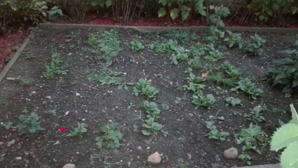 Spinat  - wo eigendlich dieses Jahr mal Kartoffeln geplant waren