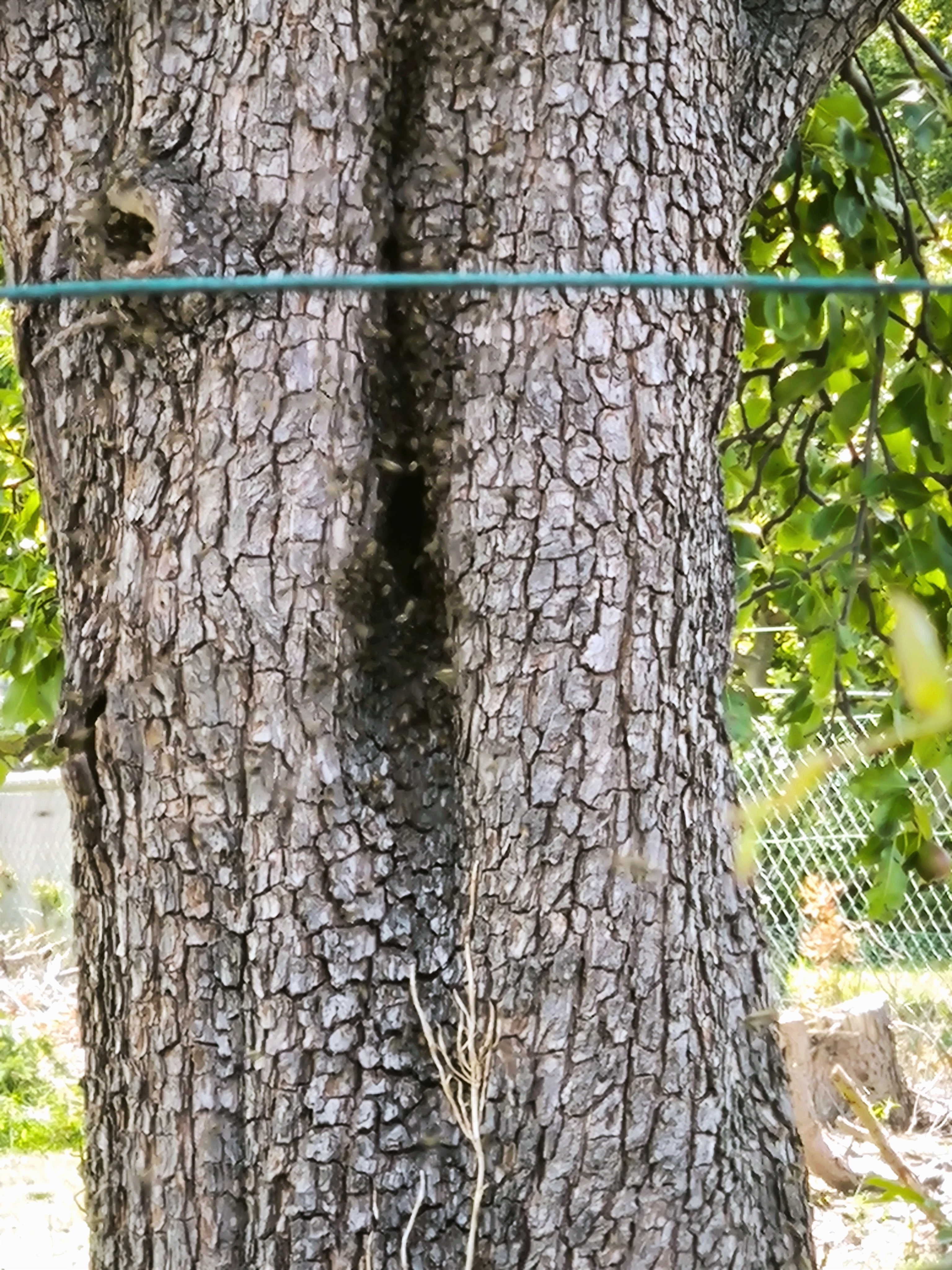Honigbienen haben sich in einem Baum eingenistet... direkt neben Nachbar's Garten