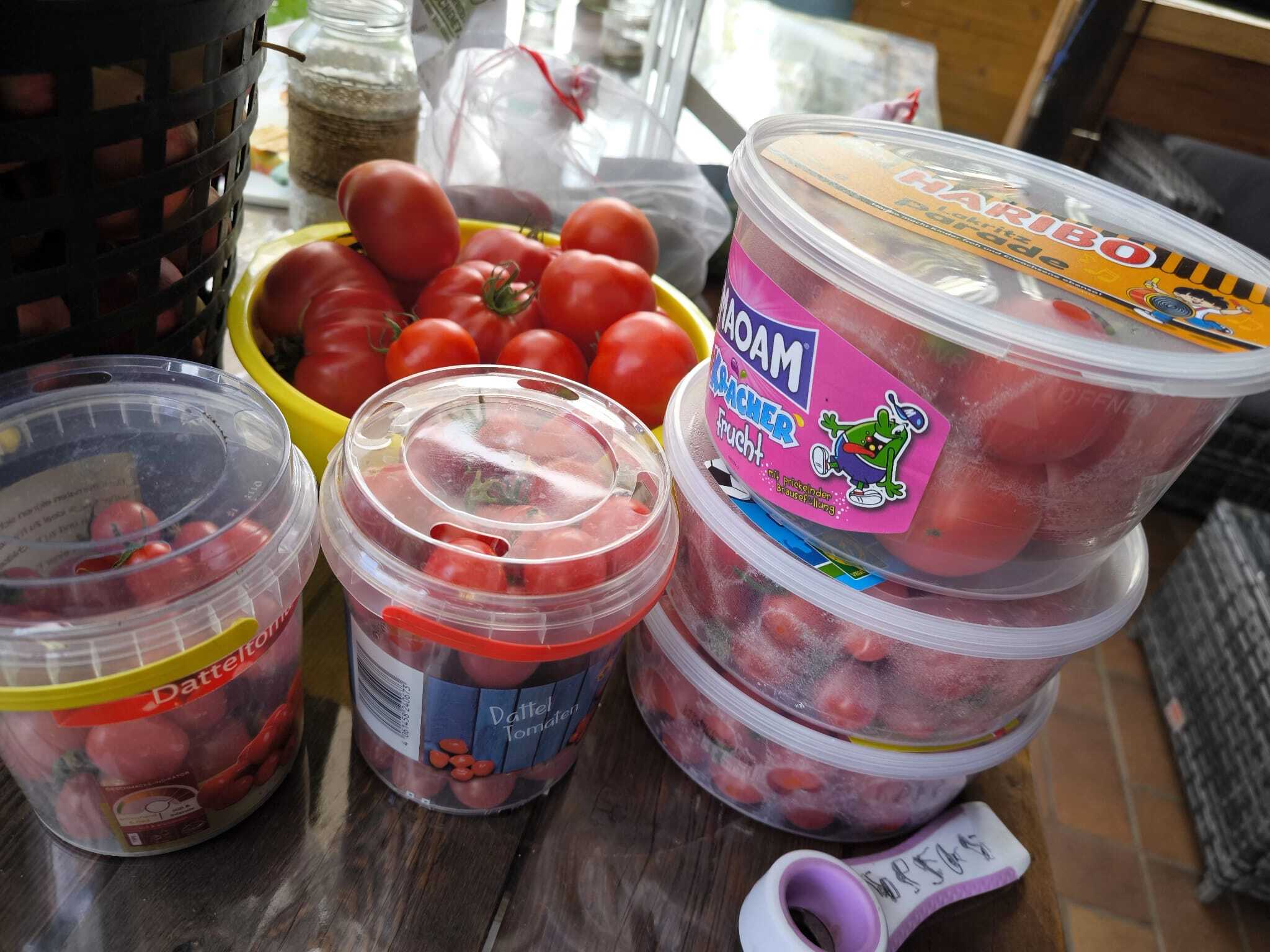 Mega-Tomatenernte dieses Jahr