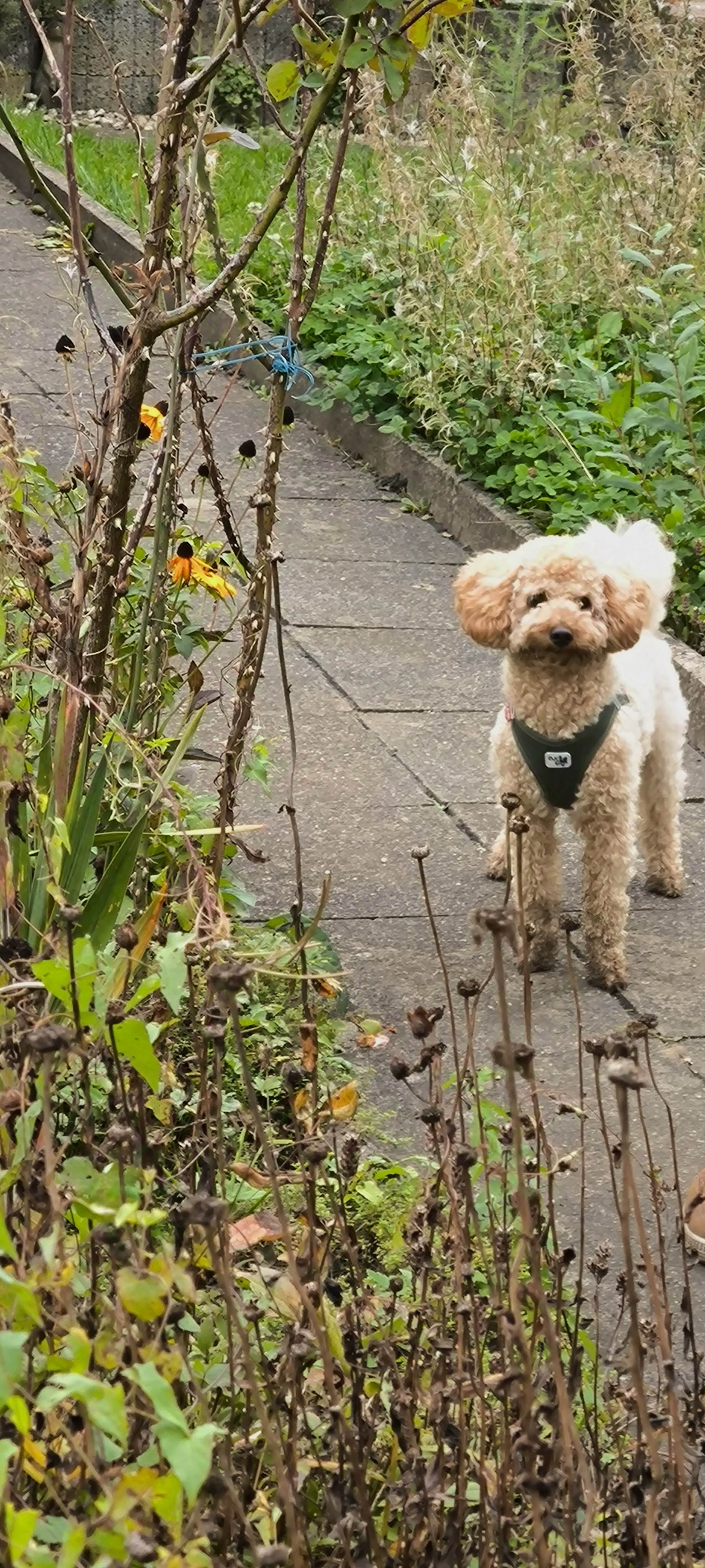 Tierischer Besuch bei uns im Garten: Buddy 