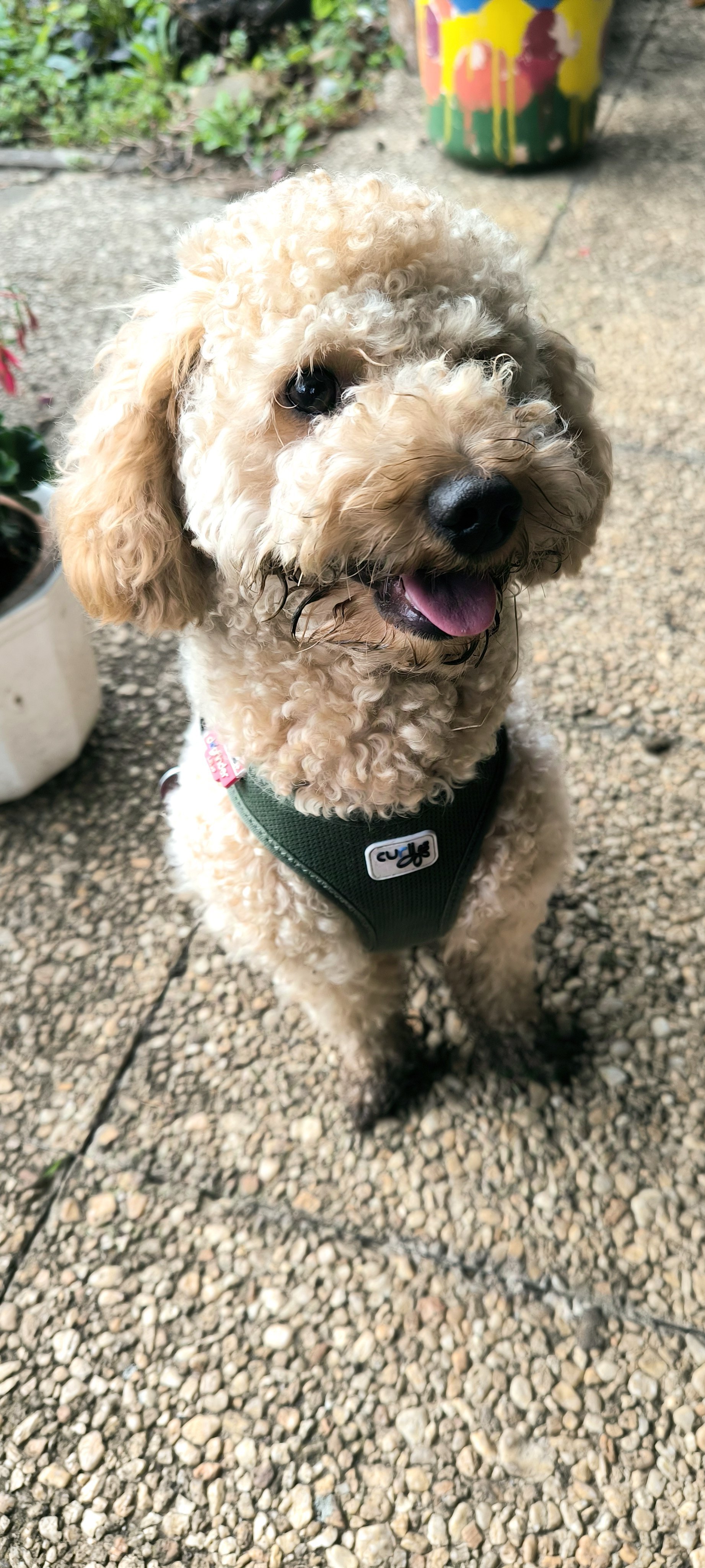 Buddy in Nachbar's Garten