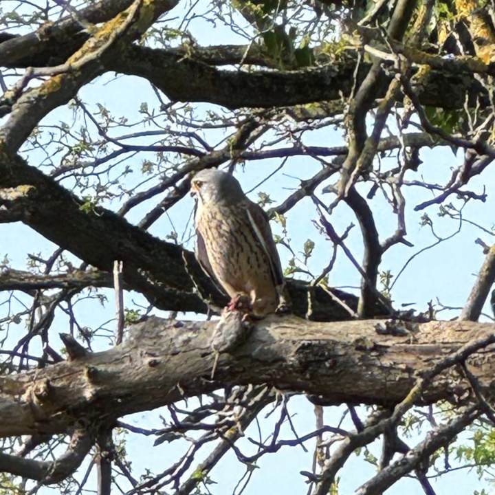 Turmfalke mit Beute auf dem Baum in Nachbar's Garten