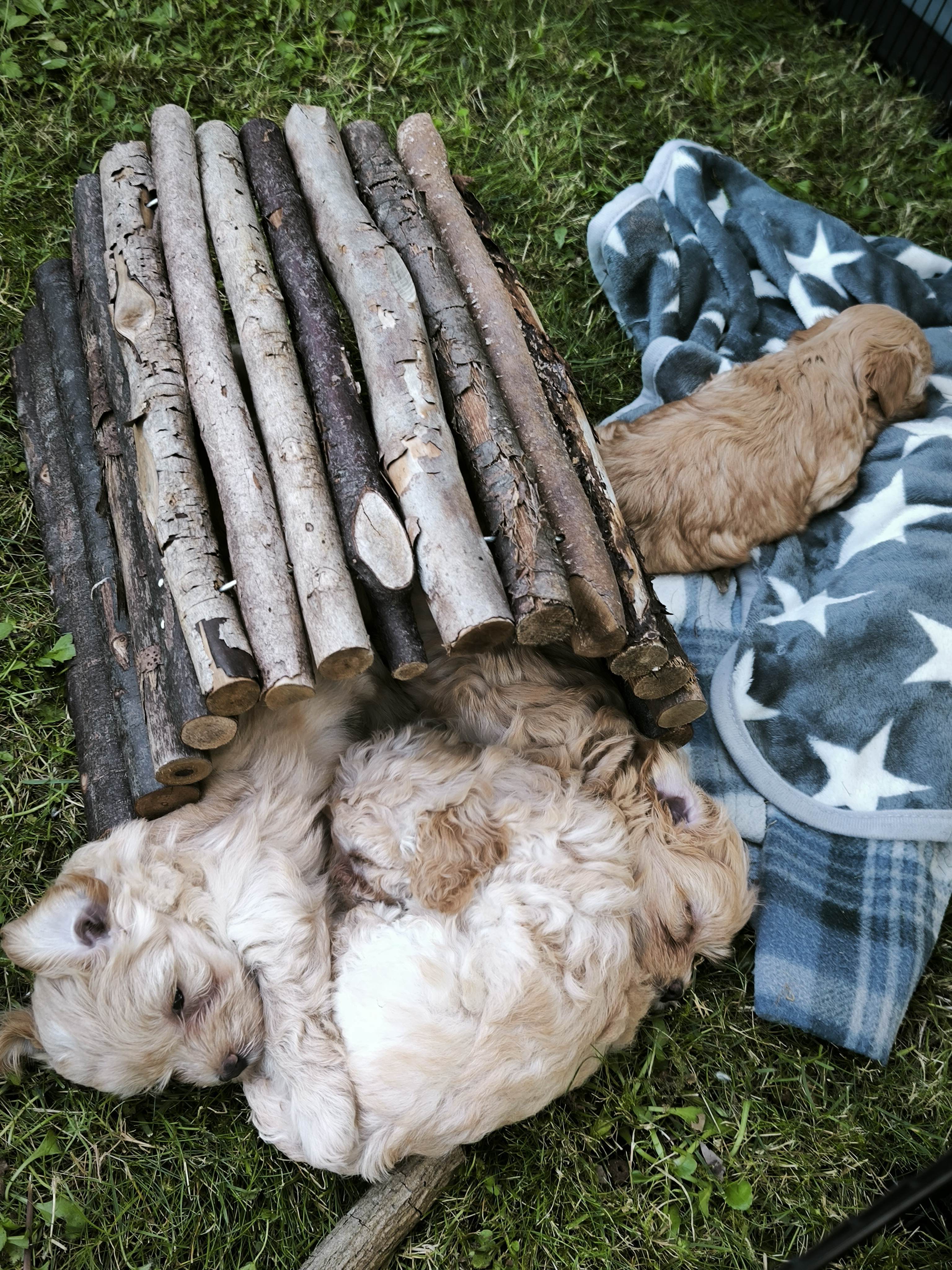 Welpen im Garten 