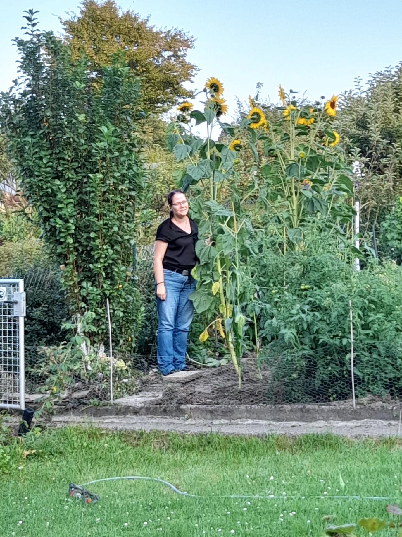 In Nachbar's Garten. Was für tolle Sonnenblumen