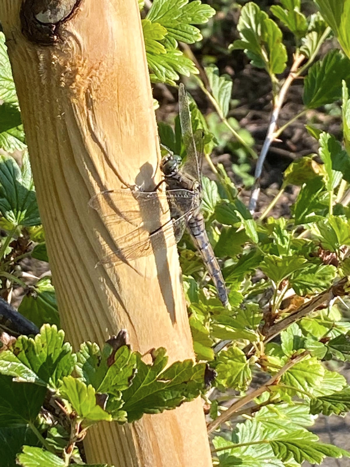 Libellchen in Nachbar's Garten 