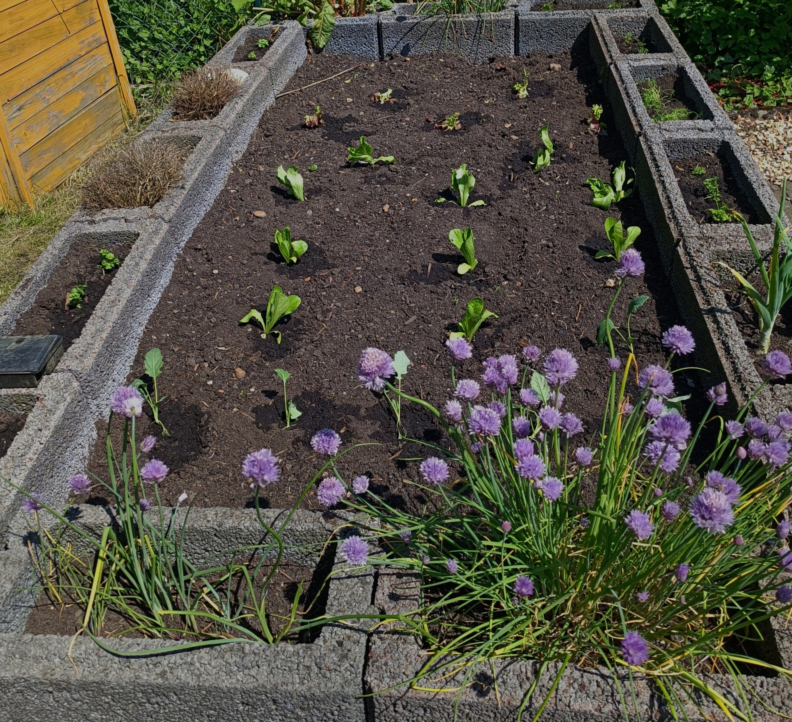 Salate im Hochbeet