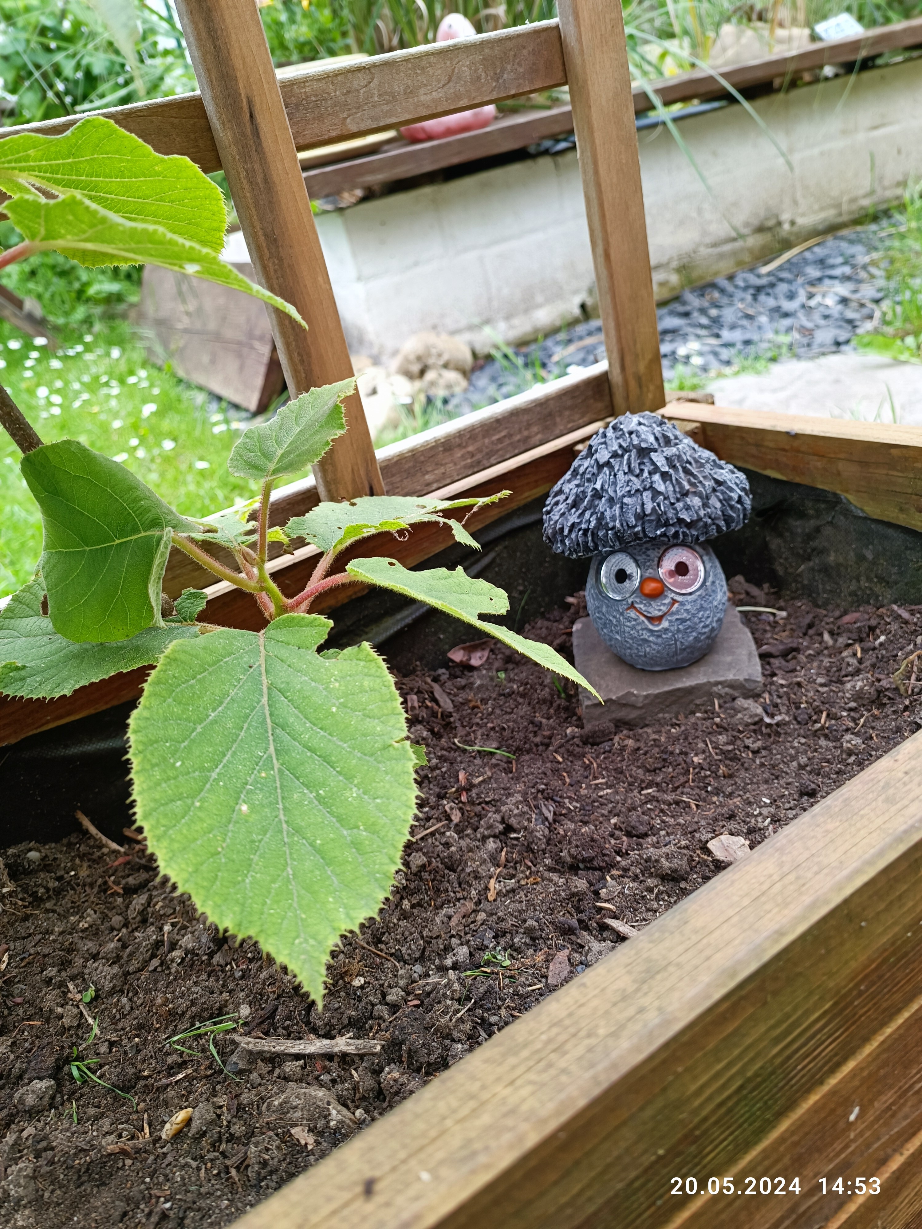 neuer Leuchtepilz im Kasten der Kiwi