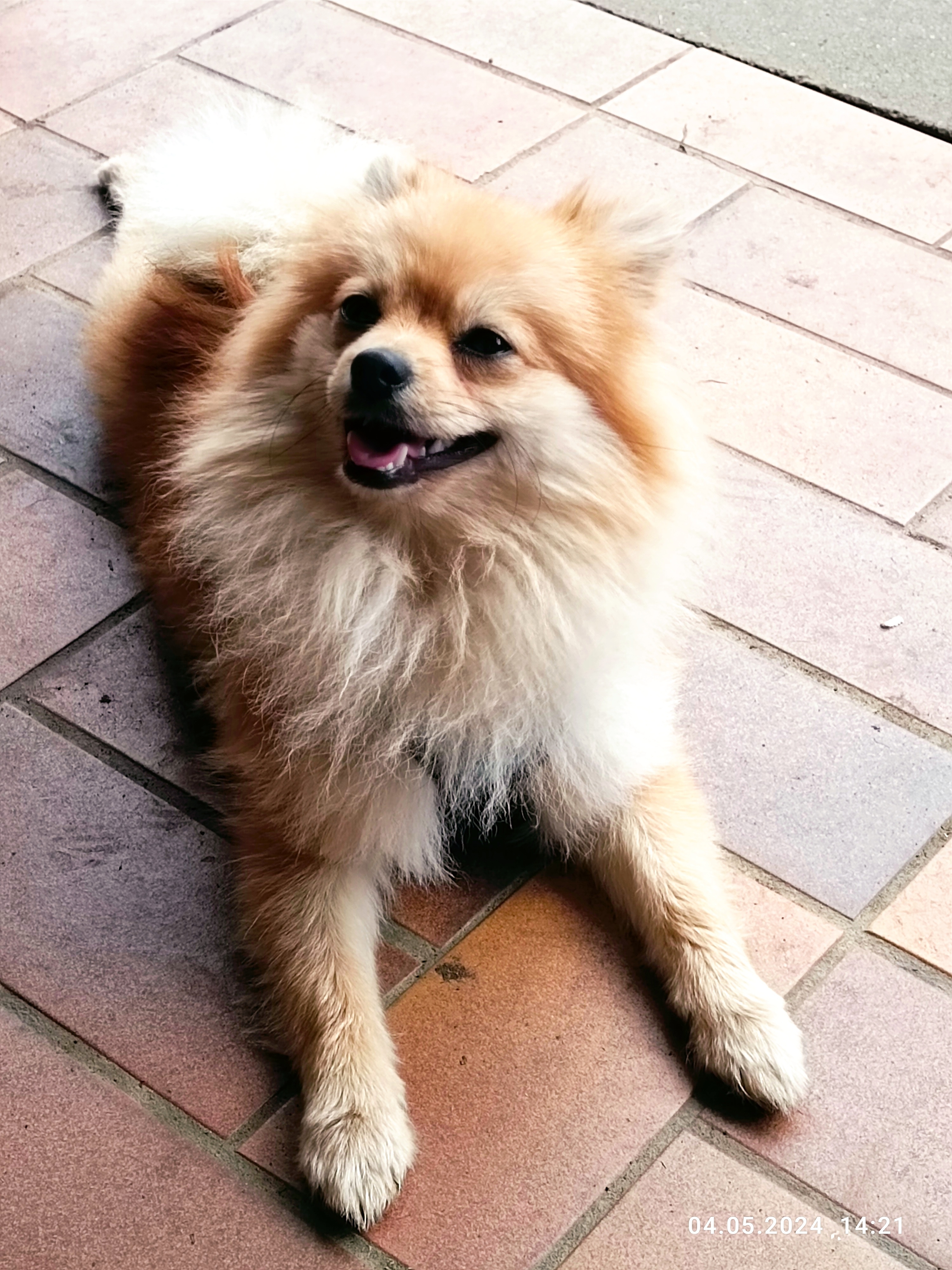 tierischer Dauergartenbesuch (bzw. WE-Hund; bzw. Teilzeithund): Simba🤎