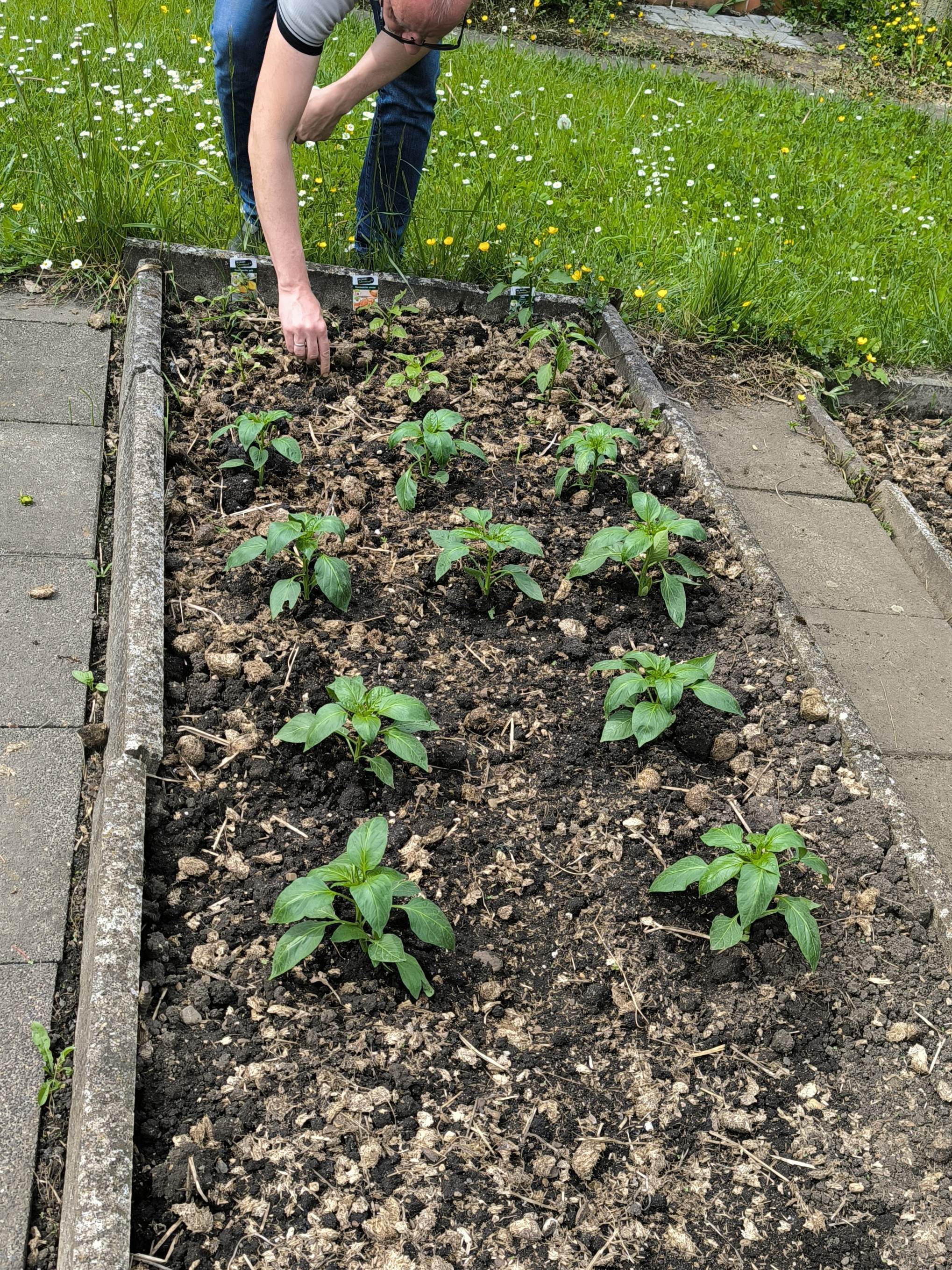 Noch mehr Paprika Pflanzen kommen dazu