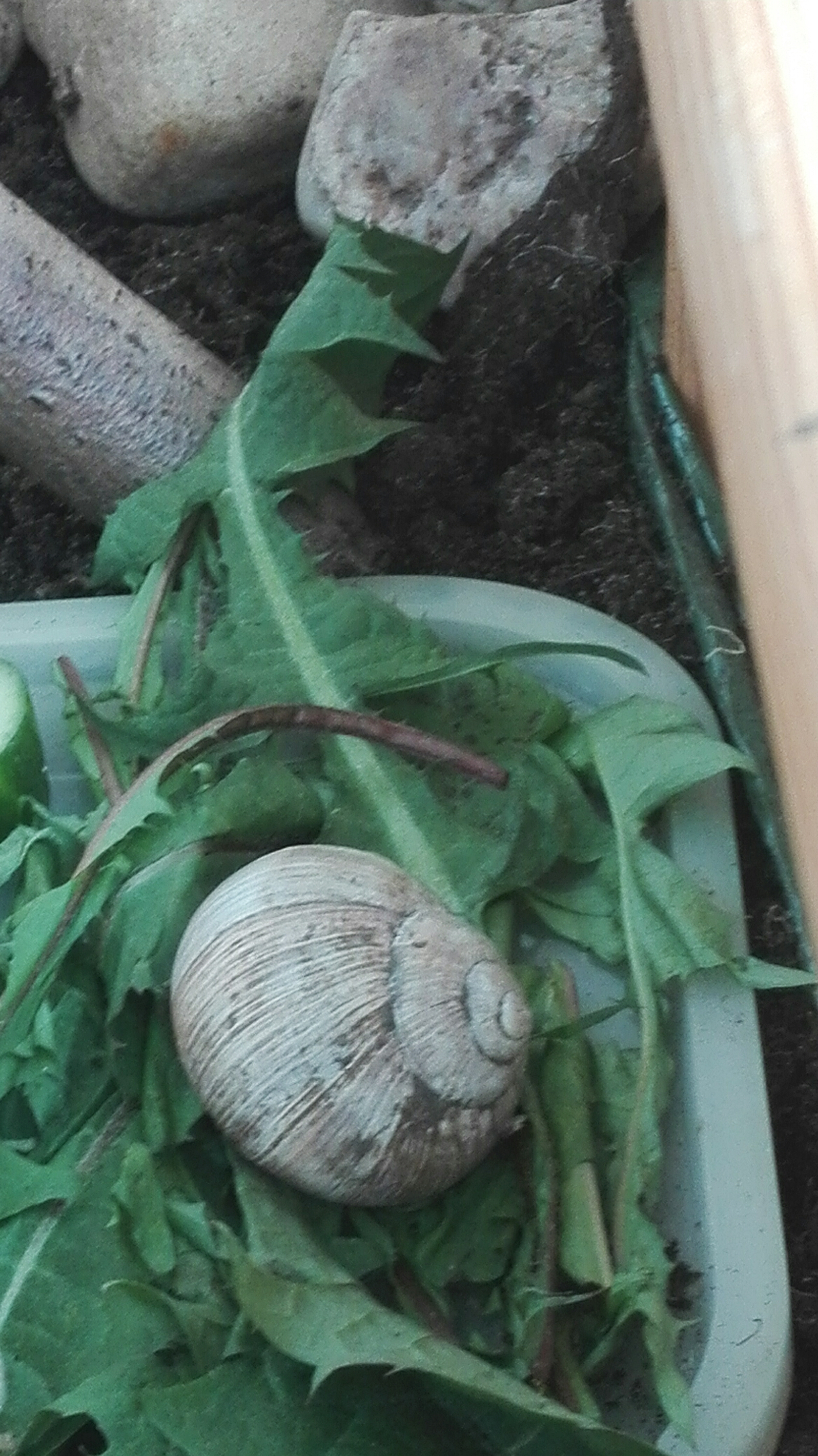 Delta (R.I.P kleines Schneckchen)