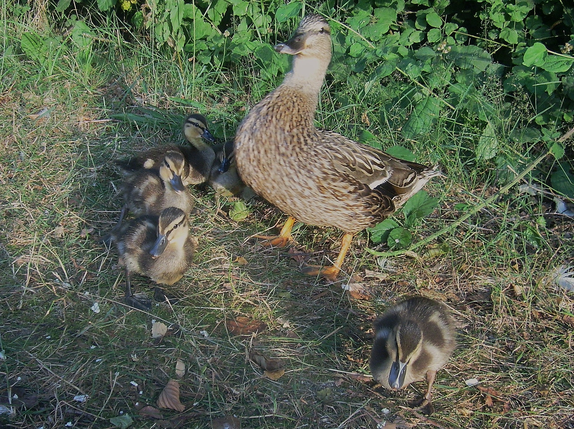 EntenMama und EntenKinder kamen in regelmäßigen Abständen uns besuchen
