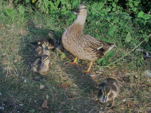 EntenMama und EntenKinder kamen in regelmäßigen Abständen uns besuchen