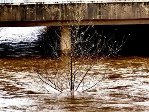 aktuell Hochwasser in der Sieg (Januar 2024)