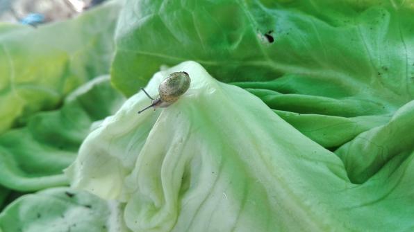 Babyschnecke auf Wanderschaft 