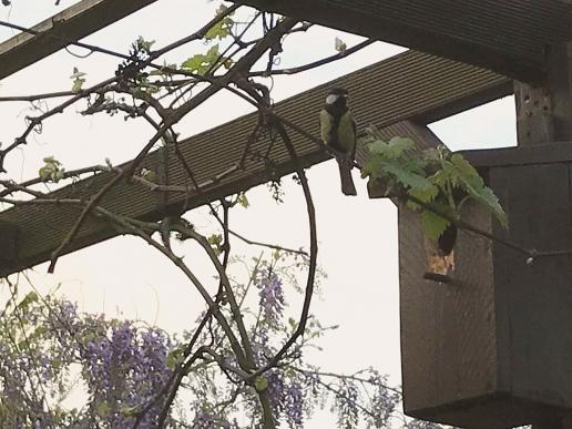 Wir haben zur Zeit fliegende Mitbewohner im Garten! 