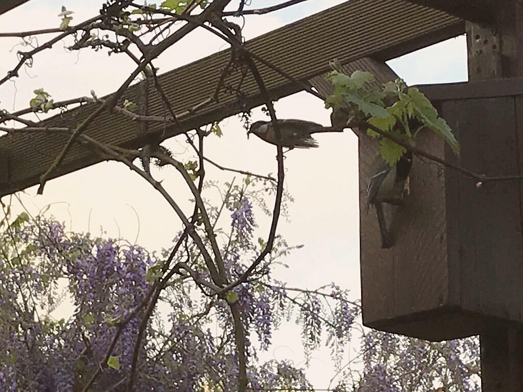 fliegende Mitbewohner im Garten! (26.04.2019)