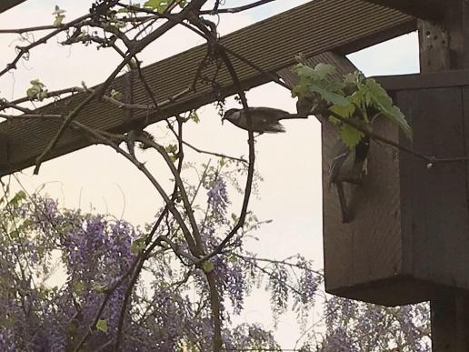 Wir haben zur Zeit fliegende Mitbewohner im Garten! (26.04.2019)