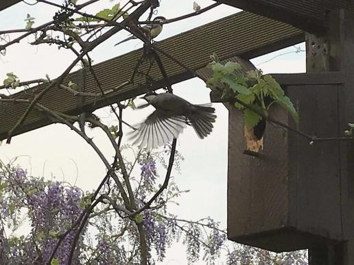 Wir haben zur Zeit fliegende Mitbewohner im Garten! 