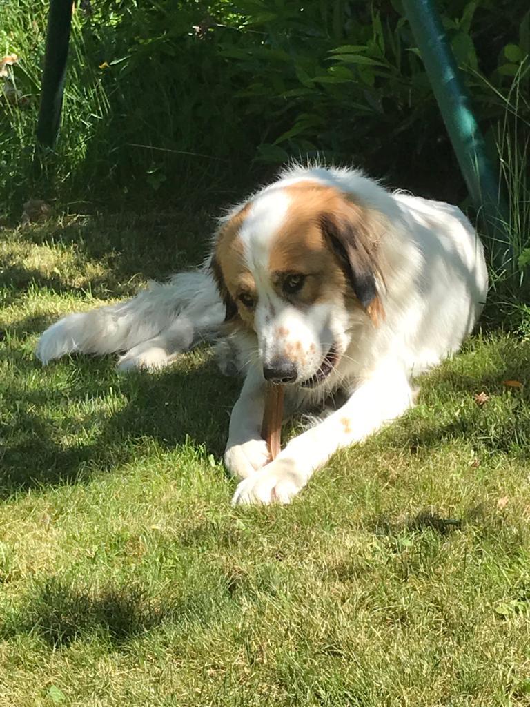 tierischer Besuch im Garten - Bailey🤎