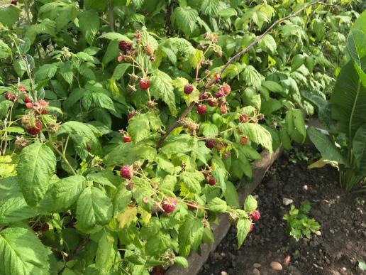 Himbeeren