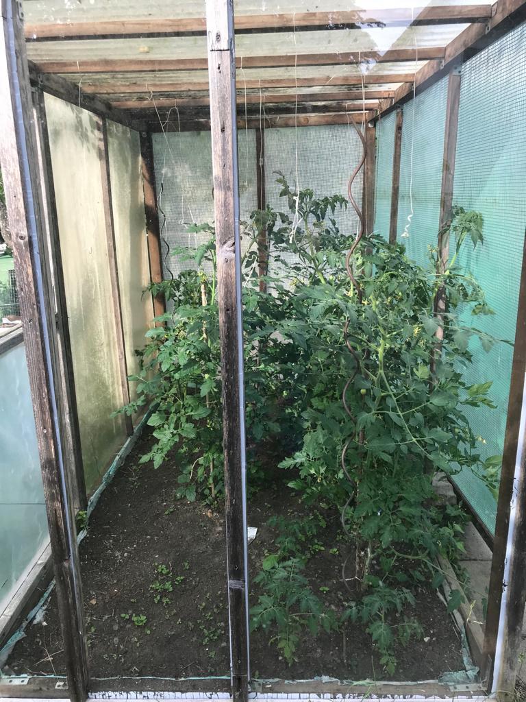 Tomatenpfanzen im Gewächshaus