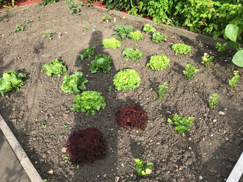 Salatköpfe - auf der anderen Beethälfte hatten wir Kartoffeln eingepflanzt, aber leider tut sich da nicht viel...😐