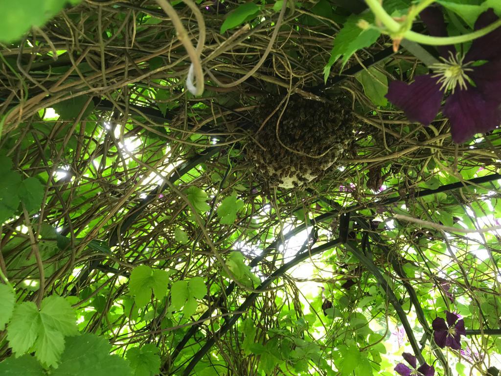 in Nachbar's Garten: ein Bienenvolk nistet sich im Pavillion ein