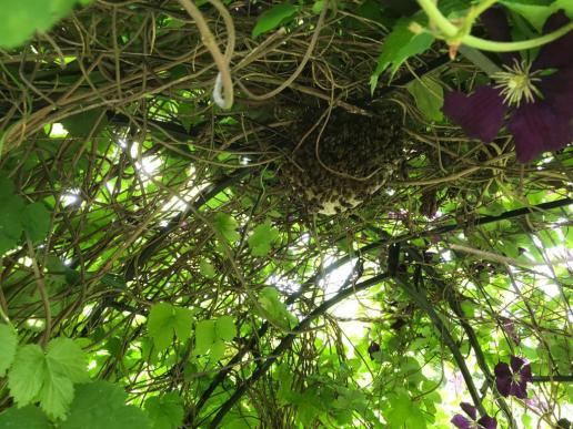 in Nachbar's Garten: ein Bienenvolk nistet sich in einem Pavillion ein