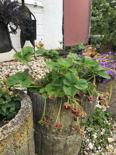 ... noch mehr Wald-Erdbeeren!