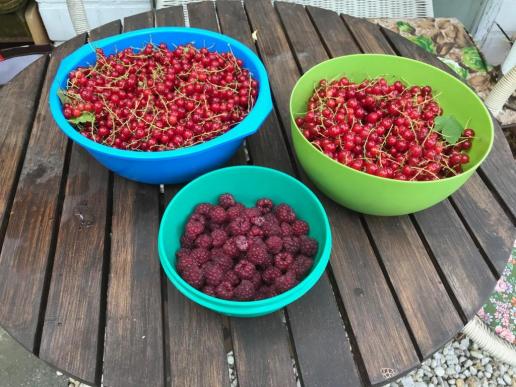 Ernte Johannisbeeren und ein kleiner Teil Himbeeren