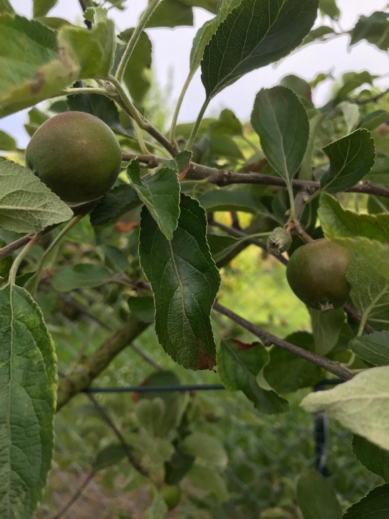 Äpfel wachsen...🍏
