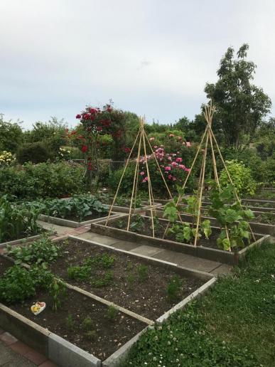 Aktueller Stand der Bepflanzungen auf den Beeten und anderswo (15.06.2019)