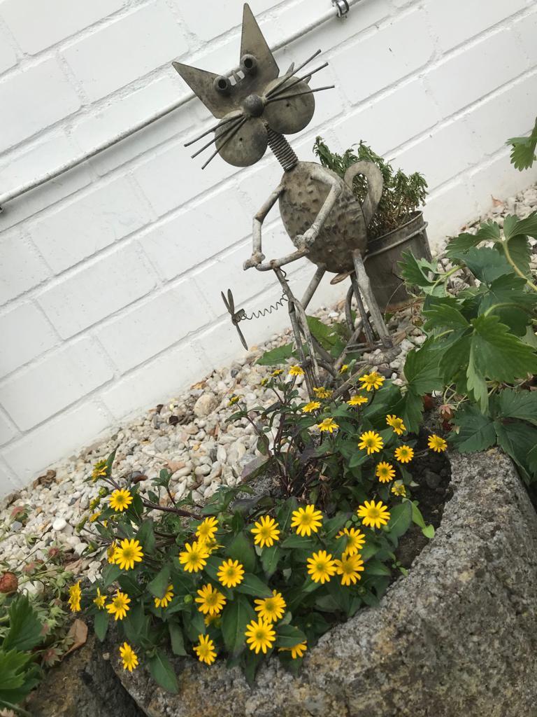 Unsere ehem. Balkonkatze nun im Garten und eine kleine Margaritenstaude 
