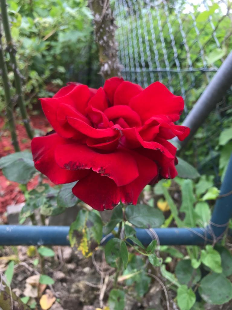 rote Rosen ❤️