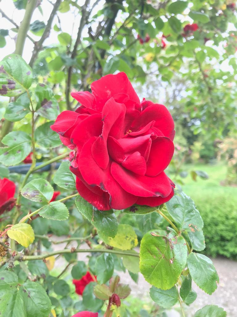 rote Rosen❤️