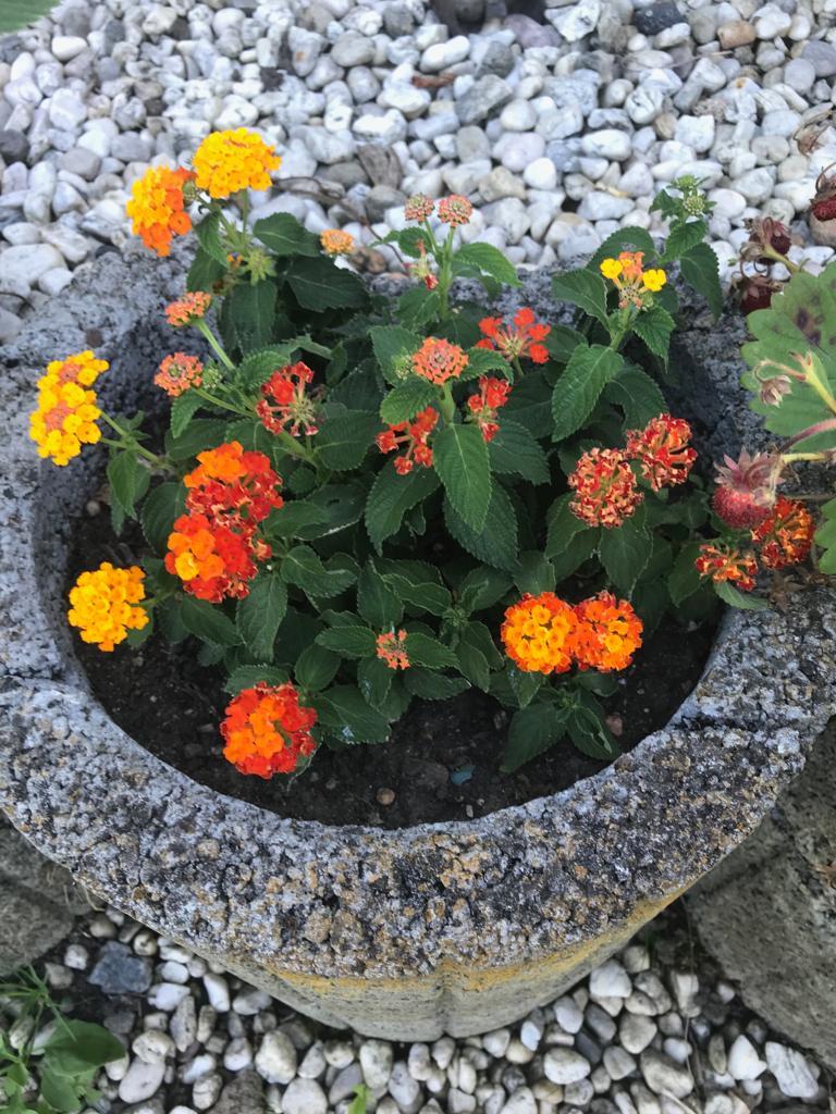 Wanderröschen🧡