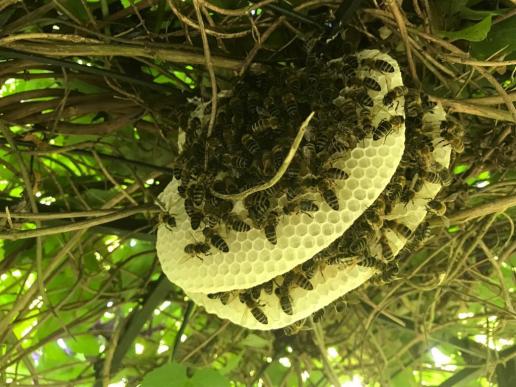 Der Bienenstock in Nachbar's Garten arbeitet fleissig weiter...