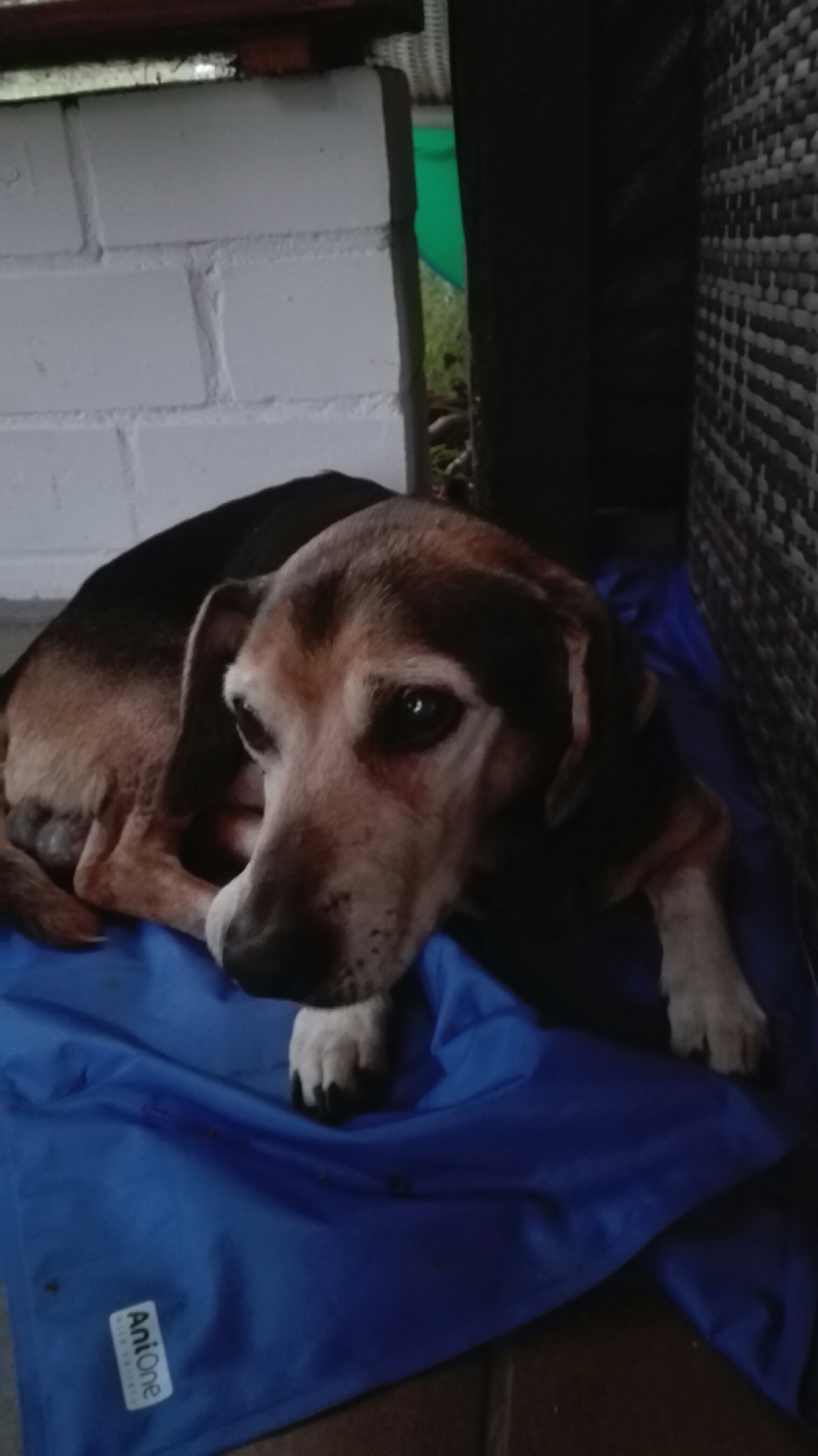 tierischer Besuch im Garten - Rocky🖤 (R.I.P.)