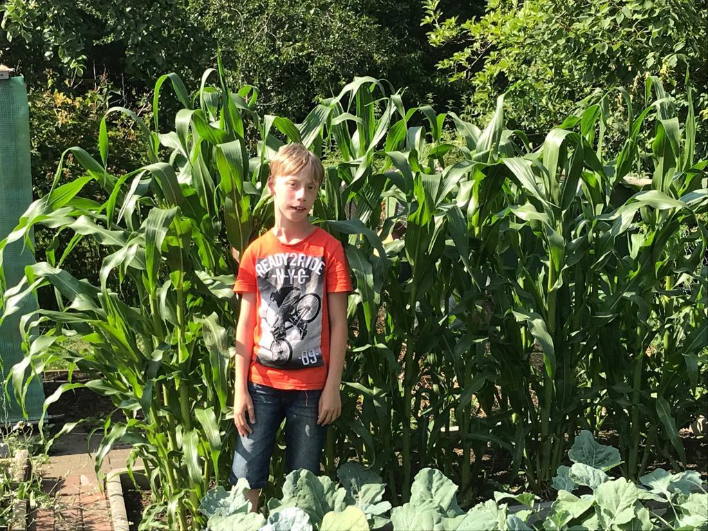 Aktuell unser Mais! (03.07.2019)