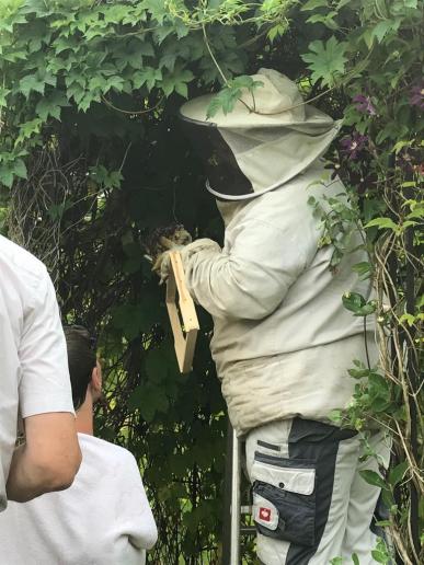 Abschied von den Bienchen aus Nachbar's Garten  - der Imker holt das Bienenvolk ab! (30.06.2019)