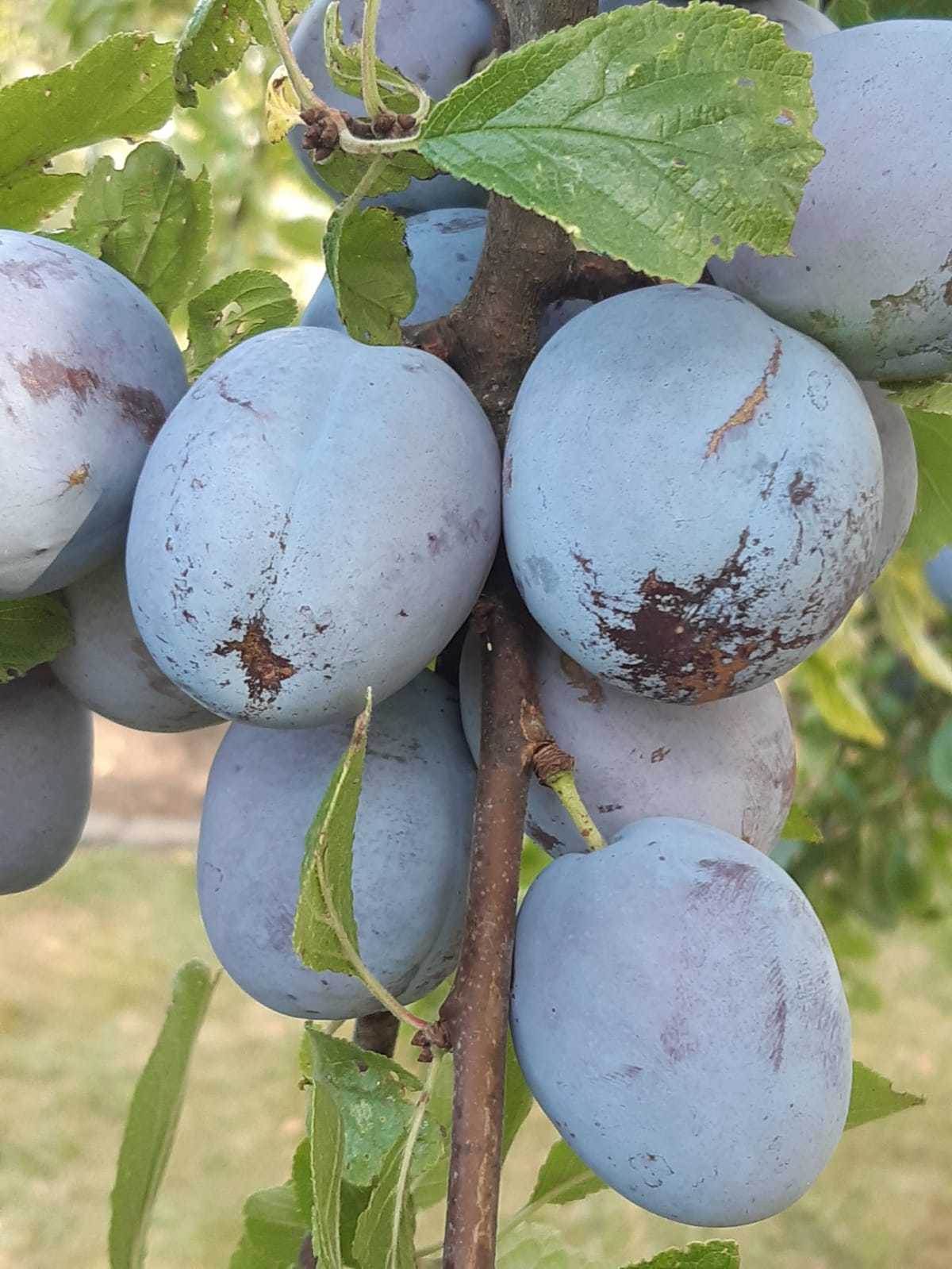 Pflaumen geerntet 