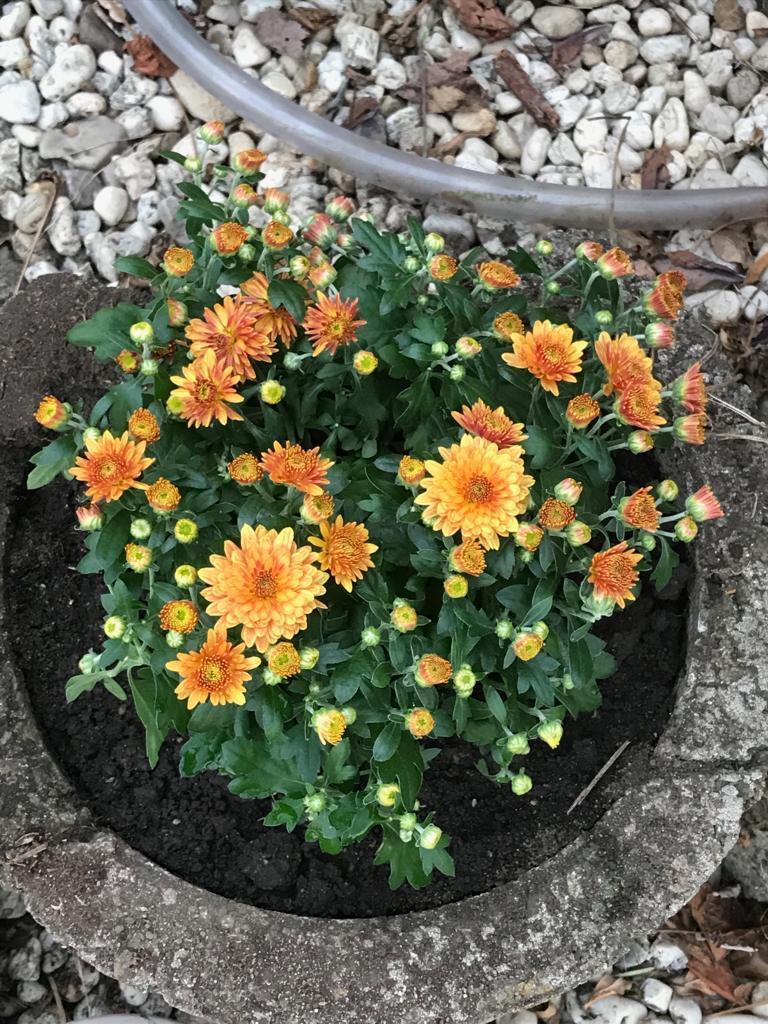 Neue Blümchen🧡
