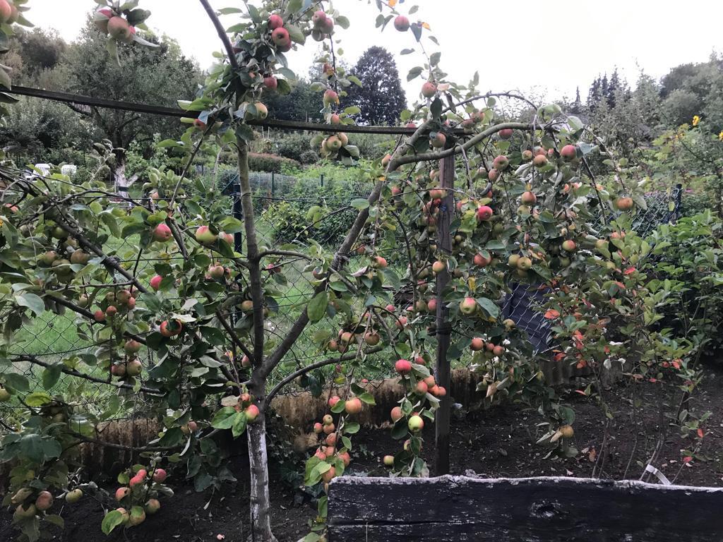 Äpfel sind reif!