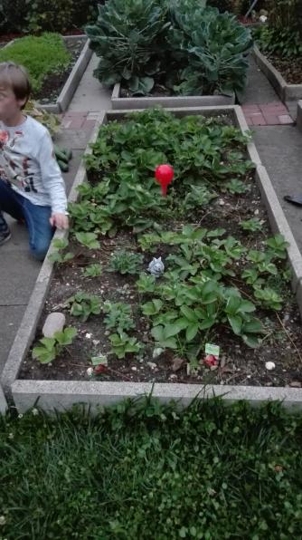 Marlon's Erdbeeren machen sich breit...