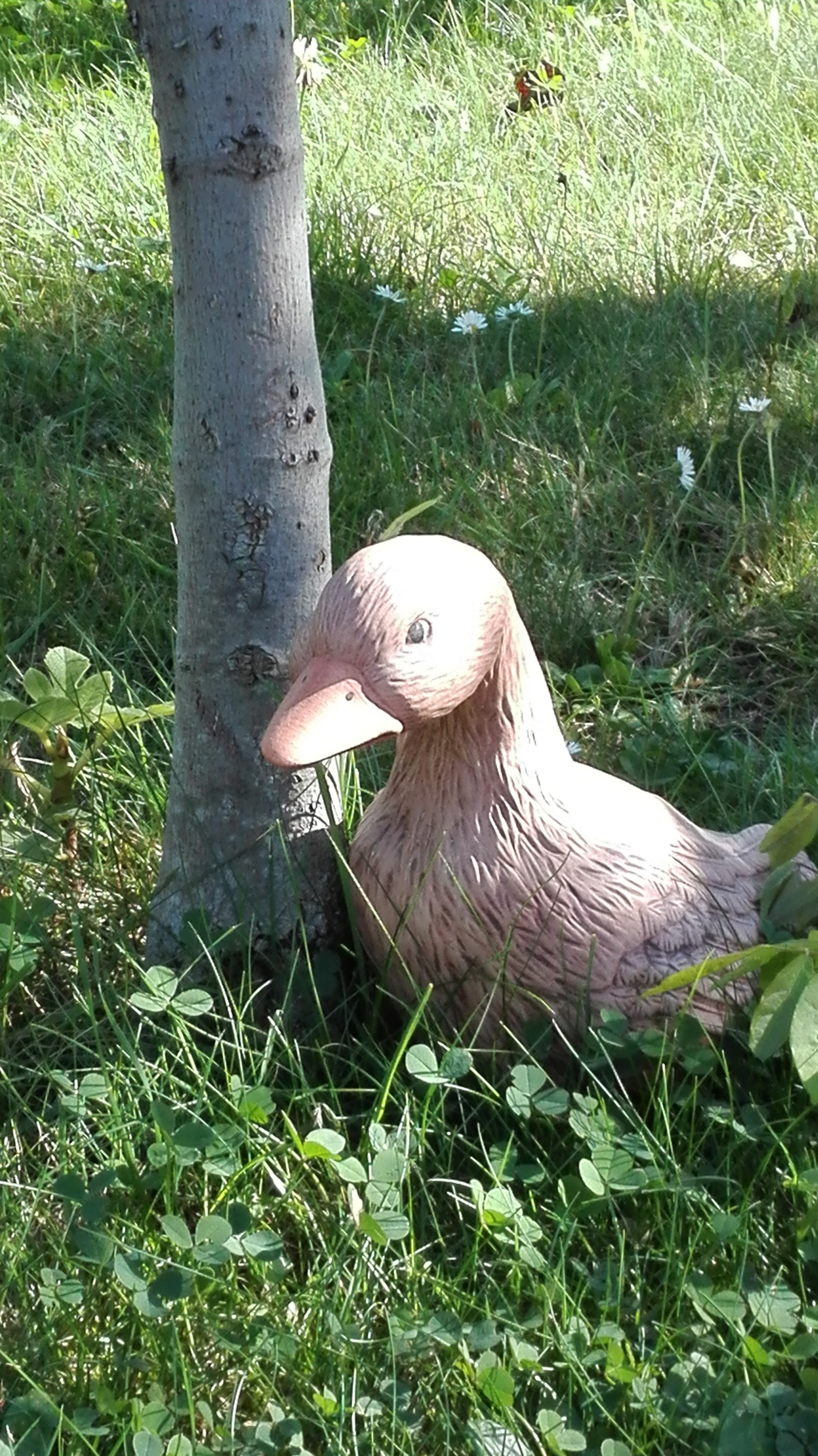 Gans bei der Feige