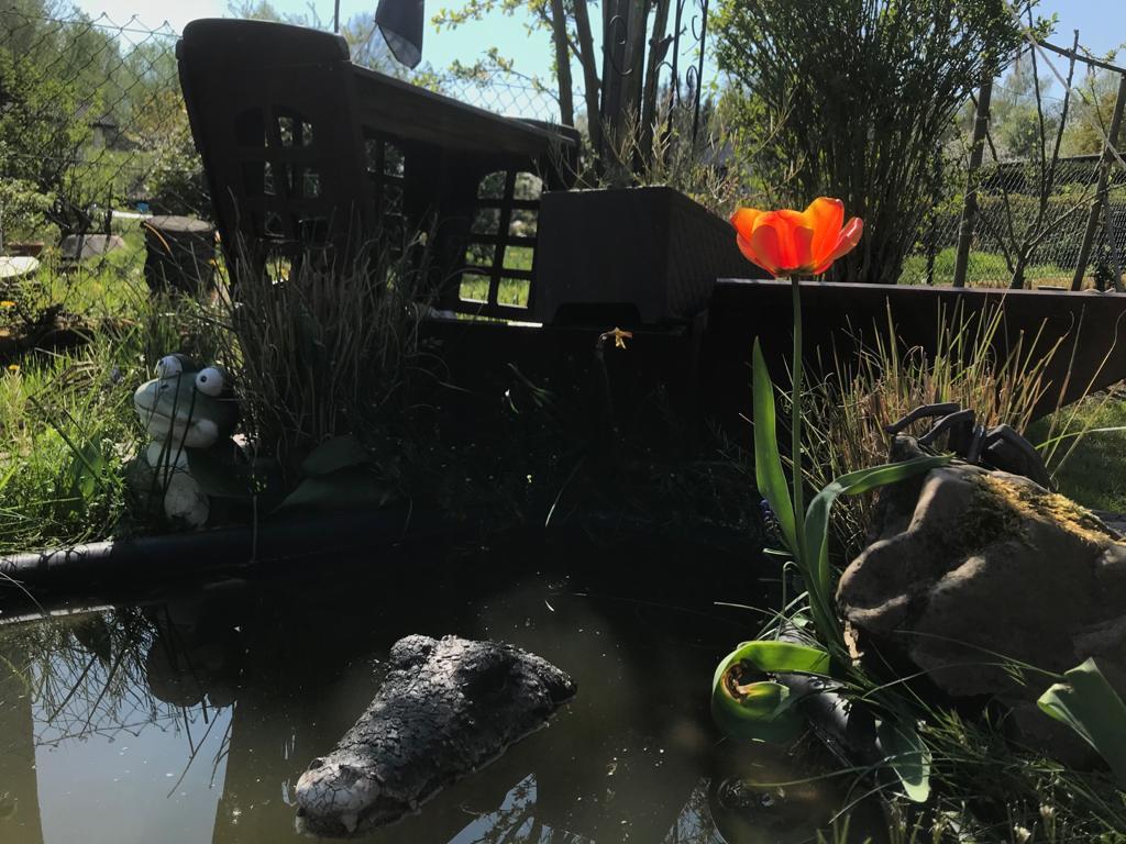Unser Teich mit Piratenschiff und Kroko