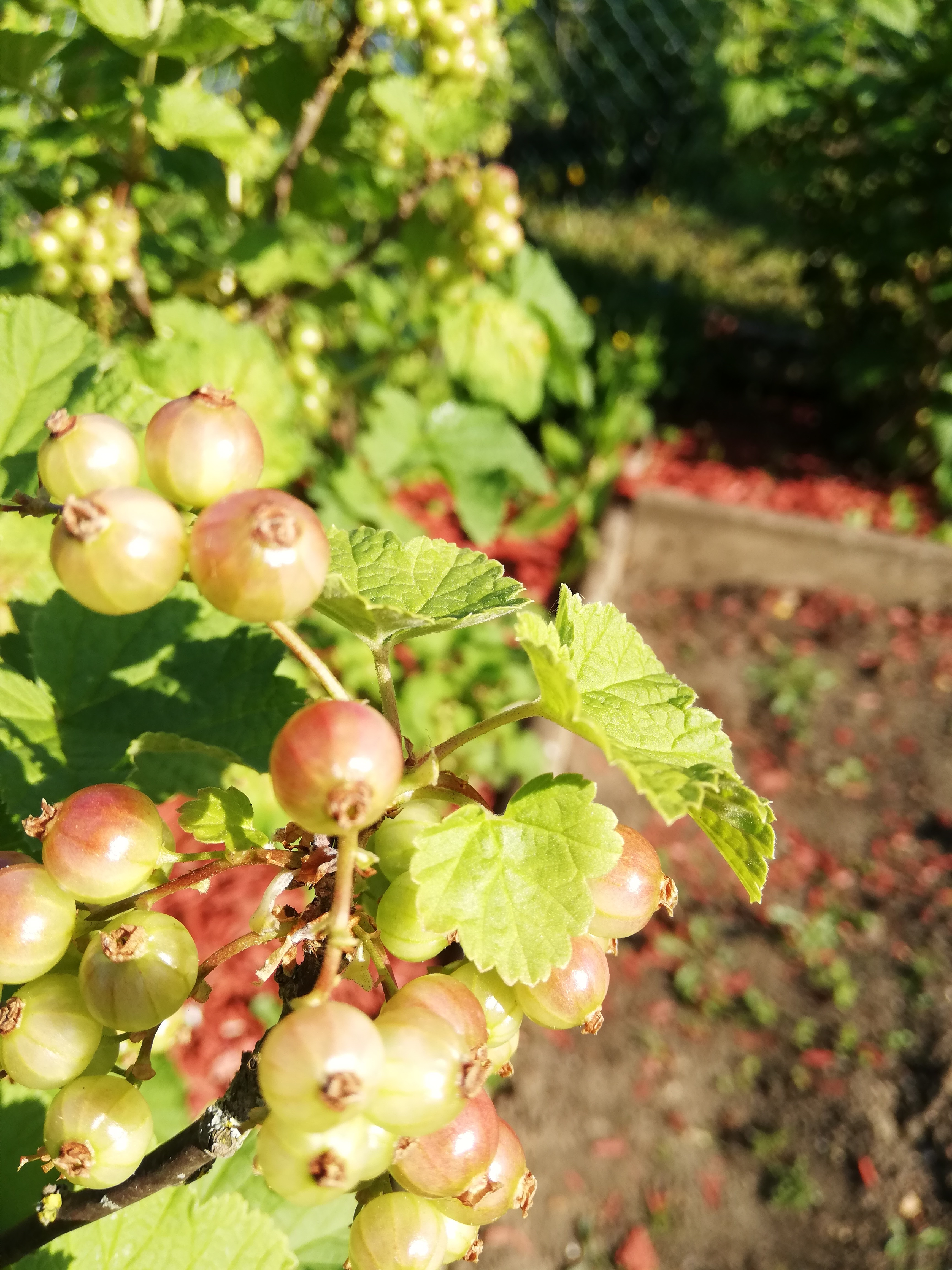 erste Johannisbeeren werden rötlich