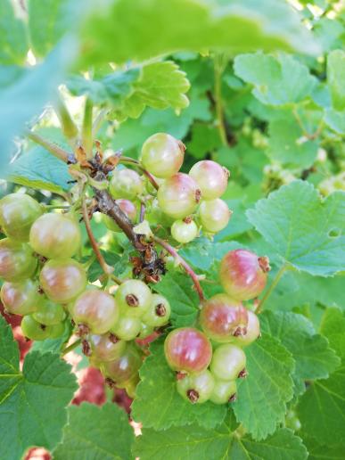 erste Johannisbeeren werden rot