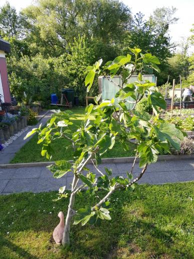 Unser Feigenbaum - leider jetzt ohne unsere Gans