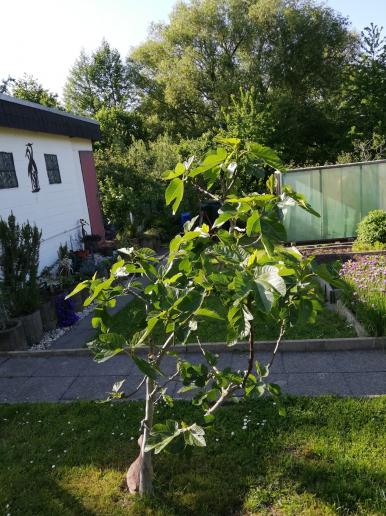 Unser Feigenbaum - leider jetzt ohne unsere Gans